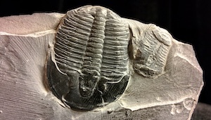 fossil 1191738 640